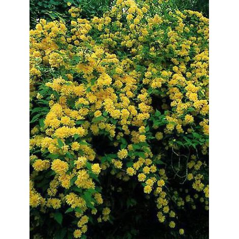 Corête du Japon 'Pleniflora' – Arbuste traçant 200 cm – Fleurs jaune d'or en pompons – Exposition soleil/mi-ombre – Pot de 2L/3L