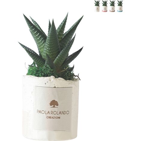 Pianta grassa da interno in vaso bianco decorativo Paola Rolando Flora - Bianco
