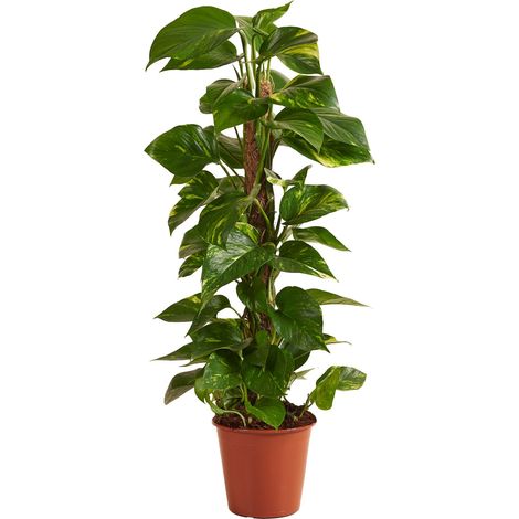 Bloomique - Epipremnum Aureum - Avec tige en mousse - Lierre dragon - Plante grimpante - Plante d'intérieur - Purificateur d'air - Hauteur 70-90 cm - Pot de 19 cm