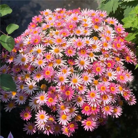 2000 Graines de petites marguerites roses Mille Aiguilles – Floraison Abondante – Convient pour le jardin, le balcon et les pots – Décoration de jardin extérieure (1/4)