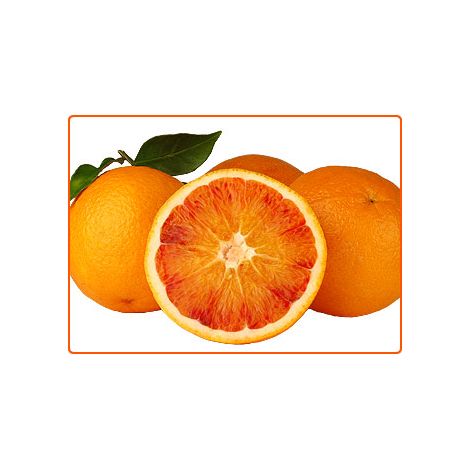 Pianta di Arancio Tarocco Scirè vaso 24cm