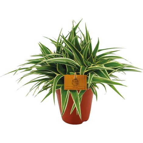 Chlorophytum Ocean - Plante Araignée d'Intérieur Facile d'Entretien - Pot Ø 15 cm - H 25 cm - PANGIVO (1/4)
