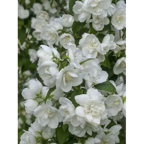 Seringat 'Mrs El Robinson' Pot de 2L/3L (1/3)