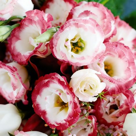 1000 Semi di Lisianthus Bianco con Bordo Rosso – Eustoma Grandiflorum Bicolore, Fiori Doppi da Seminare, Perfetto per Giardino, Vasi e Balcone (1/5)
