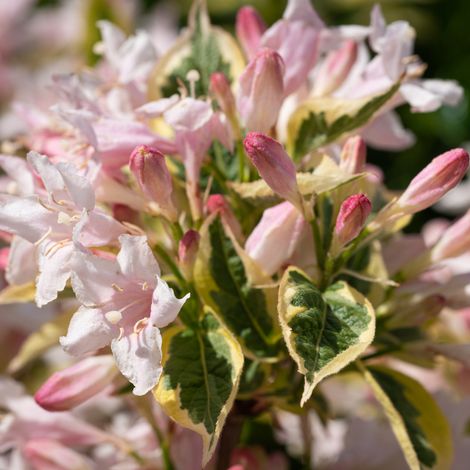 Weigela florida monet - Weigela florida monet 25/30 cm Pot 3L (1/5)