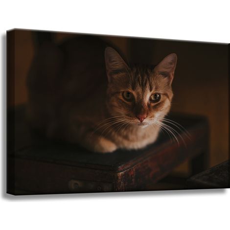 Leinwanddruck Tiere Hauskatze 60x40 cm