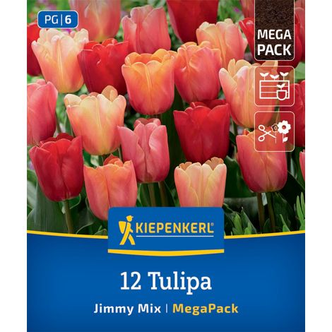 Kiepenkerl Herbstblumenzwiebel Tulpen Jimmy Mix 12 Stück (1/2)