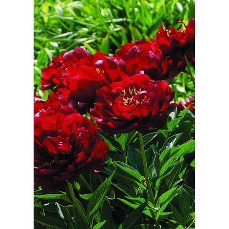 Pivoine 'Buckeye Belle' Pot de 3L/4L