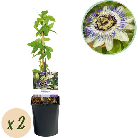 Passiflore Bleue Passiflora caerulea Plante Grimpante Lot de 2 Pots 11 cm Hauteur 40 cm - PANGIVO (1/5)