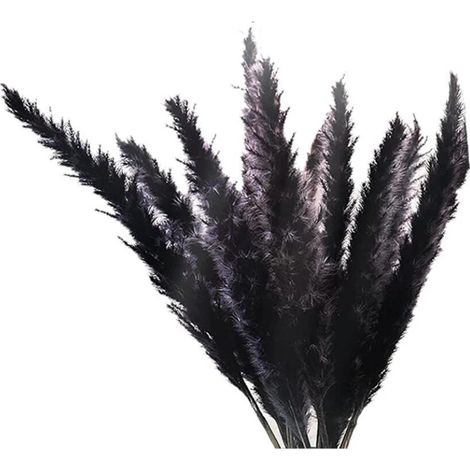 SéRies Herbe de Pampa Petites Tiges Moelleuses SéChéEs Naturelles Pouces pour la Arrangements Floraux DéCor 30 PièCes 17 Noire (1/5)