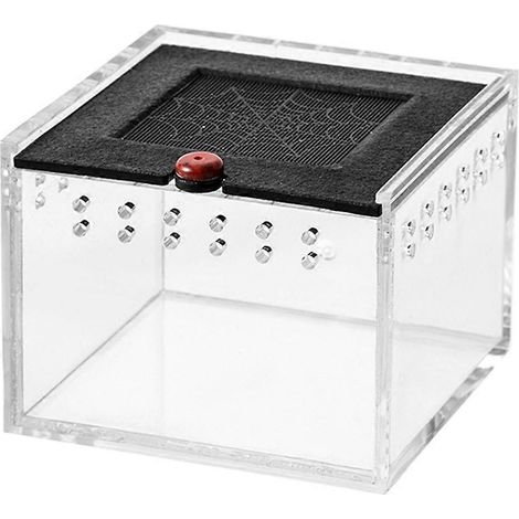 Enclos pour araignées, petite boîte d'élevage d'insectes C-- (1/5)