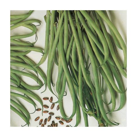 HARICOT NAIN BRAIMAR -300 g