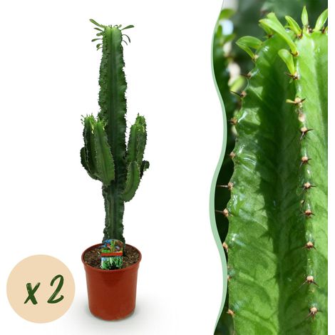 Euphorbe Eritrea Arbre à Lait Africain Plante d'Intérieur Vert Lot de 2 H70cm Pot 19cm - PANGIVO (1/5)
