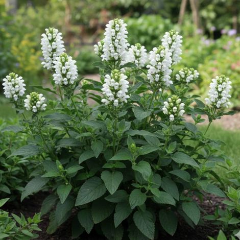 Brunelle à grandes fleurs blanche/Godet - 5/20 cm (1/3)