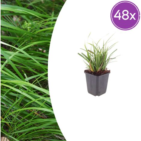 Lot de 48 Carex morrowii - Graminée Persistante Laîche du Japon - Hauteur 10-25 cm - Pot Ø 9 cm - PANGIVO (1/5)