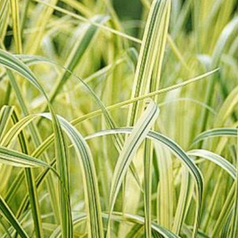 4 x Grande glycérie  - Glyceria maxima 'Variegata'  - godet 9x9
