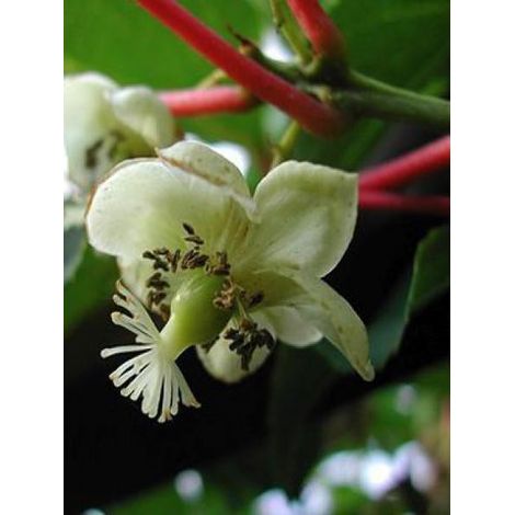 Kiwi, Kiwai 'Weikii' -mâle Pot de 1,5L/2L