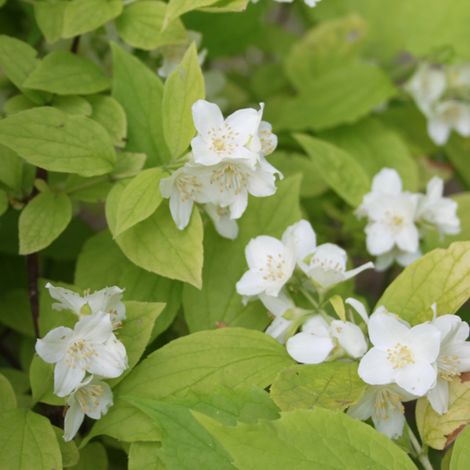 Jasmin des poètes 'Aureus' - 30-40 cm pot (1/4)