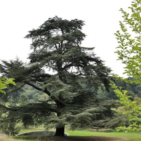 Cèdre de l'Atlas, Cedrus atlantica/Pot de 7,5L - 80/100 cm