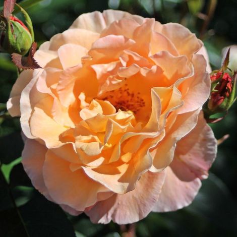 Gardenaria Rosa 'Whisky' - Rosa da giardino - Altezza: 30/40 cm (vaso22) (1/3)