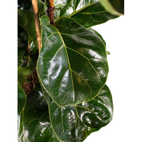 Ficus Lyrata Bambino in vaso da 17cm