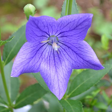 4 x Fleur ballon 'Mariesii' - godet 9x9 cm (1/4)