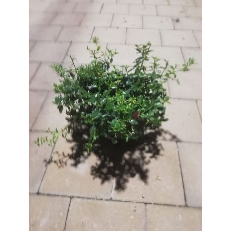 Ceanothus Thyrsiflorus repens v17