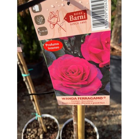 PIANTA DI ROSA ALBERELLO BARNI VASO BIANCO (foto reali) COLORI MIX-Wanda Ferragamo