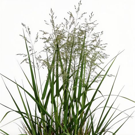 Gardenaria Panicum virgatum 'Northwind' - Graminacea ornamentale da esterno - Altezza: 40 cm (vaso 17)