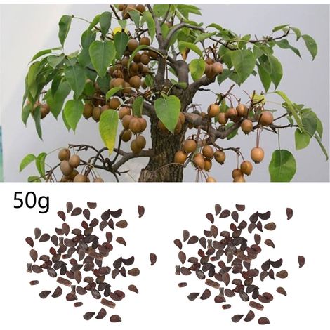 50 g de graines de poire sauvage, utilisées comme porte-greffe pour les poiriers, à des fins médicinales et paysagères. (1/5)