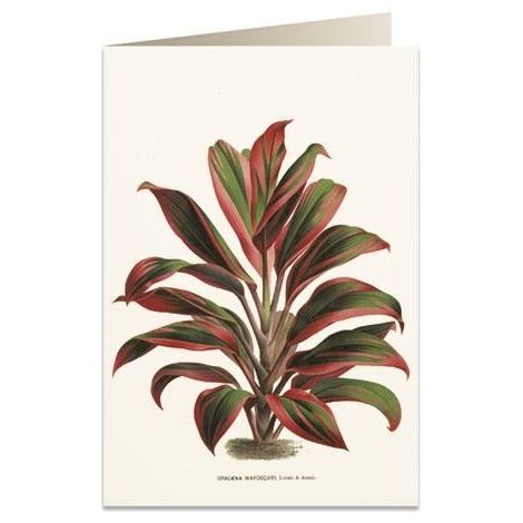 Cartolina B6 + busta 6064 Dracena rosso-verde