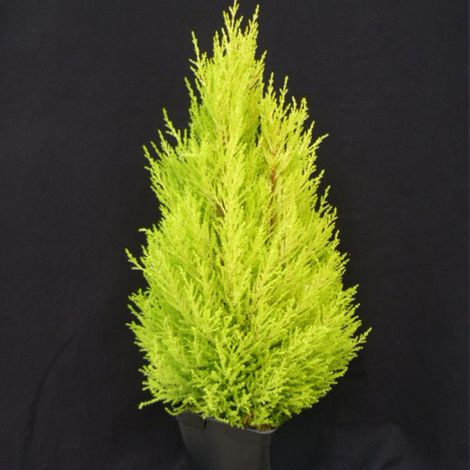 Cyprès de Lambert, Cyprès de Monterey Wilma/Pot de 3L (1/2)