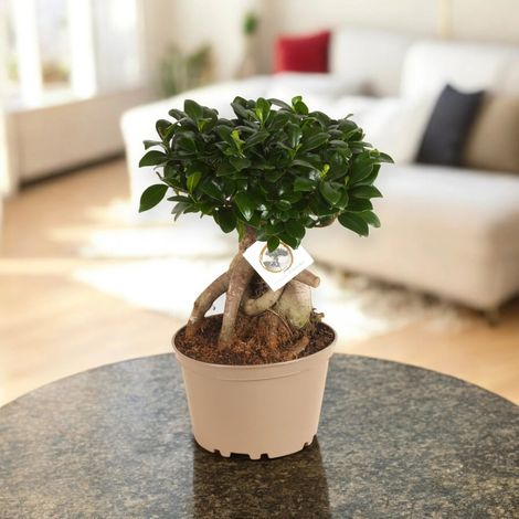 Gardenaria Ficus microcarpa 'Ginseng' bonsai - Pianta da interno ornamentale - Altezza: 40 cm (vaso 17)