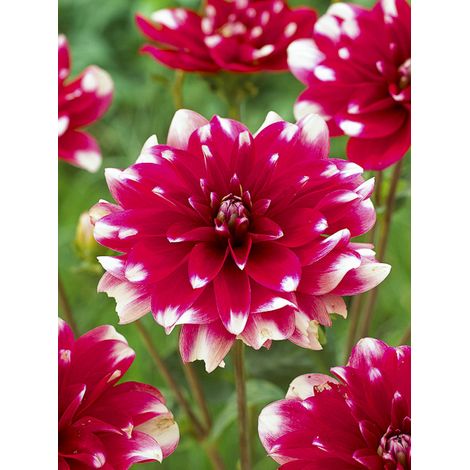 Dahlia décoratif 'Fiorentina' Bulbe calibre I