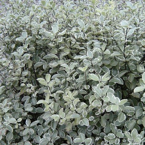 Pittosporum Silver Ball, Pittospore/Pot de 3L - 20/40 cm
