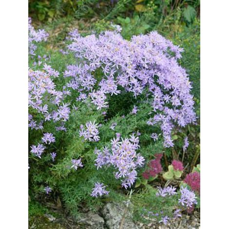 Aster à feuilles de sedum 'Nanus' Godet de 8/9 cm
