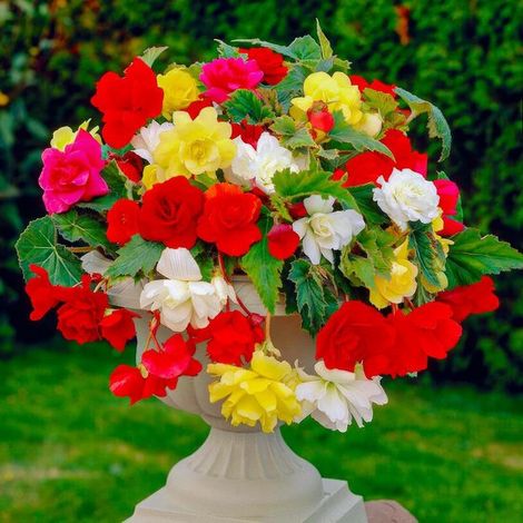 Bégonia - Cascade suspendue - Bulbes de fleurs - 5 pièces - Multicolore - Bulbes de fleurs - Tubercules pour l'extérieur (1/5)