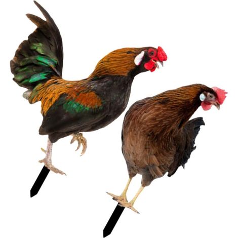 2 pièces Décoration de Jardin Piquets Poule Réaliste Double Face pour Cour Extérieure et Pelouse (1/5)