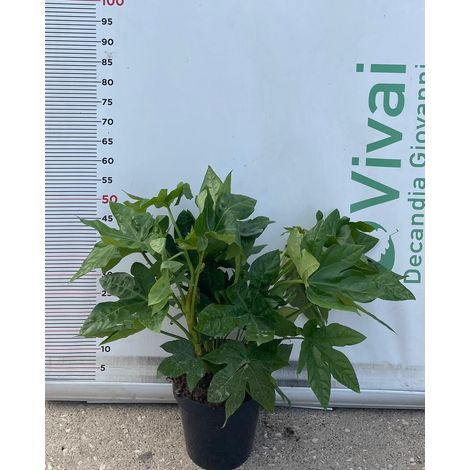 PIANTA DI FATSIA JAPONICA O ARALIA IN VASO 23 CM DEPURATRICE D'ARIA (foto reale)