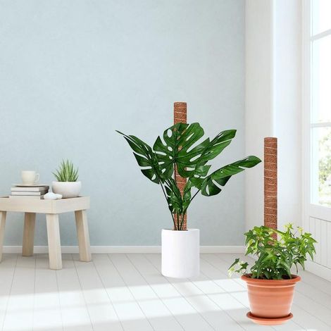 [Tuteur Moss] Lot de 2 Tuteurs Naturels en Bois avec Fibre de Coco 40 cm 20 Attaches Compatible avec Monstera Cheese Plant (1/5)