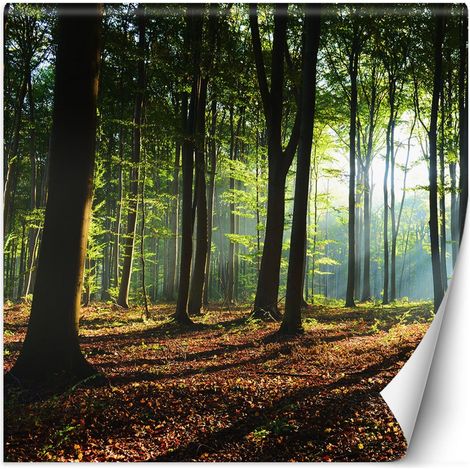 Fototapete, Waldbäume Sonnenstrahlen Natur – 100x100 (1/5)
