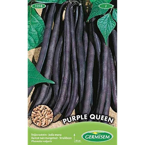 Graines de Haricots Français 100 g Multicolore (1/2)