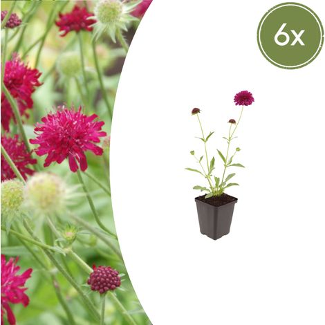 Lot de 6 Knautia macedonica - Scabieuse de Macédoine Vivace Fleurs Rouge Foncé - Pot Ø 9 cm - PANGIVO (1/5)