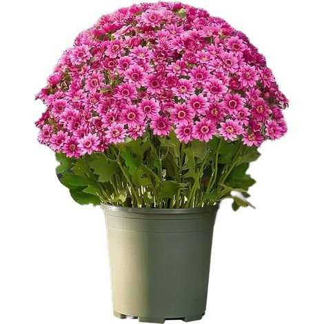 Faux Chrysanthèmes Réalistes, Étanches, Résistants aux Intempéries, Fleurs Artificielles Anti-UV pour Extérieur Pour Intérieur, Jardin, (1/5)