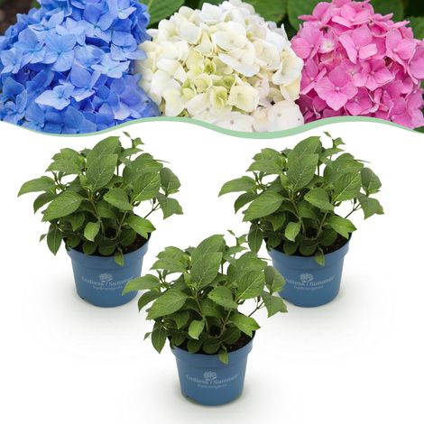 Lot de 3 Hortensias Hydrangea Endless Summer Résistants au Gel Bleu Rose Blanc Pot 14cm H20-25cm - PANGIVO (1/5)