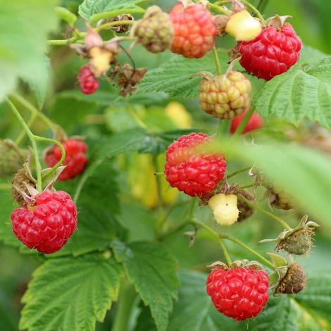 Framboisier Autumn Belle®/Pot de 2L - 30/60 cm (1/4)