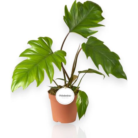 Gardenaria Philodendron 'Mayoi' - Pianta da interno ornamentale - Altezza: 30 cm (vaso 12) (1/5)