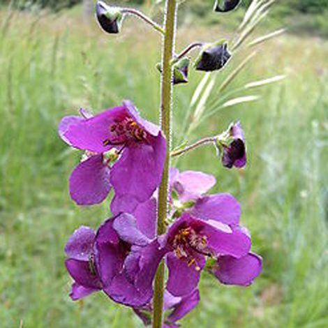 4 x Molène de Phénicie - Verbascum phoeniceum  - godet 9x9 cm (1/4)