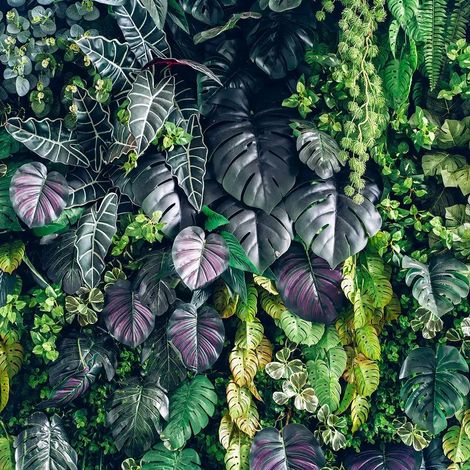 papier peint panoramique feuilles de la jungle vert et violet  - Sanders & Sanders (1/5)