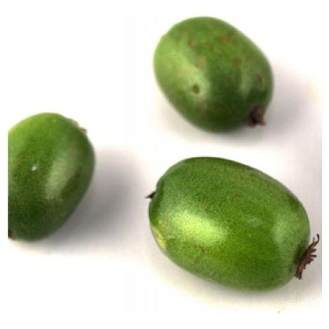 Kiwi, Kiwai 'Vitikiwi' auto-fertile Pot de 2L/3L (1/2)